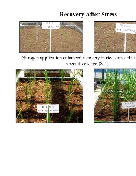 Effect Of Moisture Stress Timing And Nitrogen On Growth And Yield Of