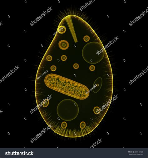 Balantidium Clip Art