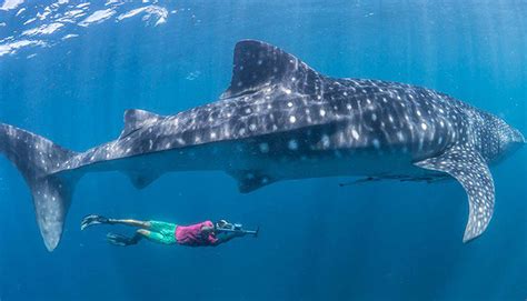 Nado Con El Tiburon Ballena Tours En La Riviera Maya