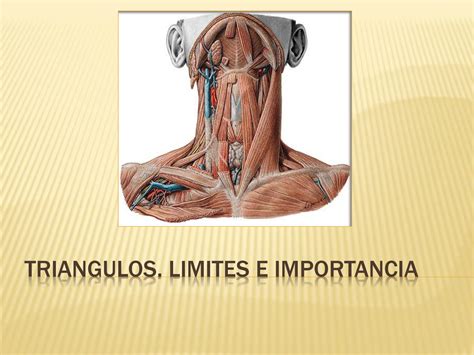 Solution Ppt Miolog A Tri Ngulos Del Cuello Y Torax Studypool