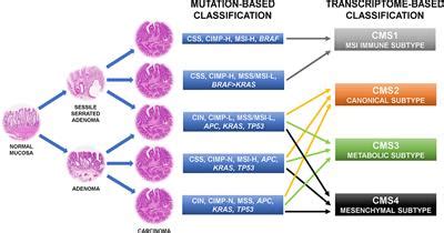 Frontiers Ras Cellular Plasticity And Tumor Budding In Colorectal