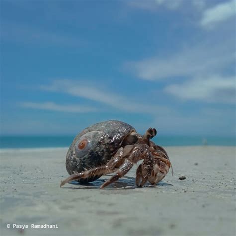 False Tawny Hermit Crab Coenobita Pseudorugosus INaturalist Canada