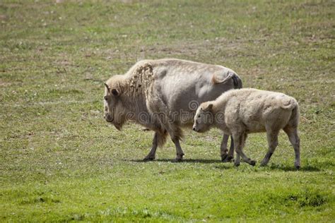 White American Bison and Baby Grazing in a Field Stock Image - Image of ...