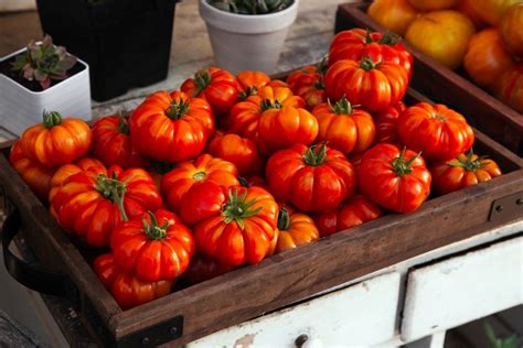 The Best Tomato Varieties For Your Home Garden | Food For Net