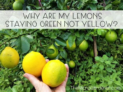 How Meyer Lemons Ripen Everything You Need To Know My Heart Lives Here