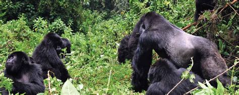 3 Days Gorilla Tour In Congo Virunga National Park Gorilla Safari