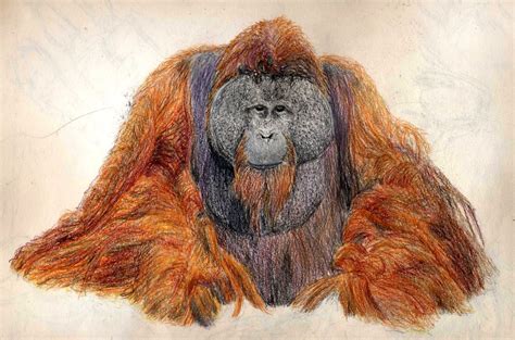 Orangutan Sketch