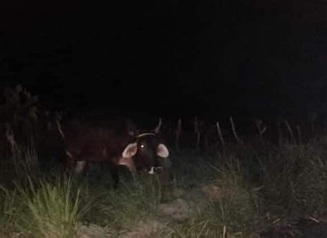 Camioneta Se Estrella Contra Una Vaca En Carretera Alvarado Paso Del Toro