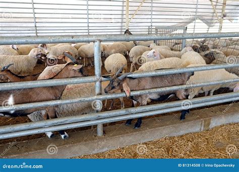 Sheep In The Corral On A Farm Stock Photo Image Of Farm Livestock