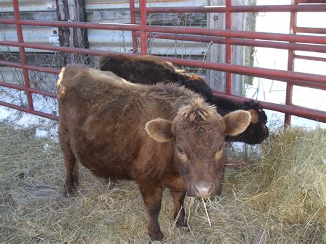 Cattle/Dexter Cattle - Lewis Family Farm