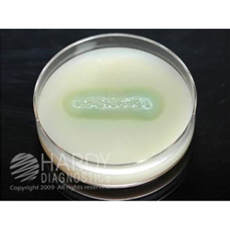 Hardy Diagnostic G122 Dry Culture Media Casein Agar Plate 90 Day