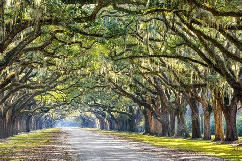 Oak Trees in Savannah — Stock Photo © sepavone #63902245