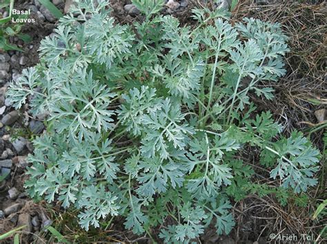 Artemisia absinthium (oldman wormwood): Go Botany