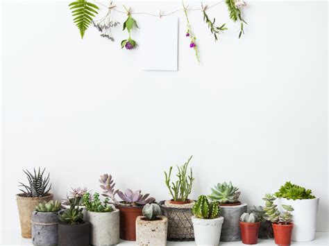 Decoracion Con Plantas 17 Ideas Para Decorar Tu Sala De Estar Con