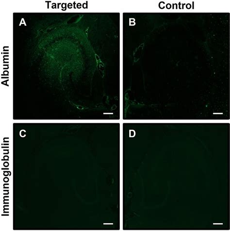 Assessment Of Endogenous Albumin And Immunoglobulin Extravasation