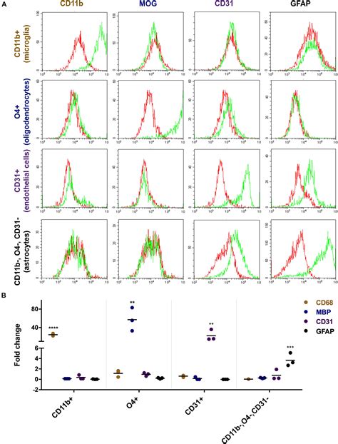 Frontiers Isolation Culture And Functional Characterization Of Glia