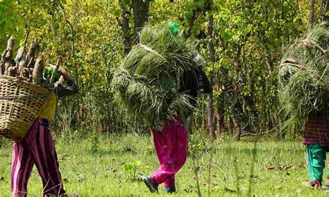 How Land Diversion Laws Threaten Forests And Forest Dwellers