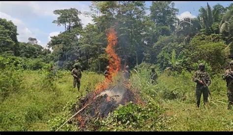 Fuerzas Armadas Destruye Plantas Coca En El Putumayo