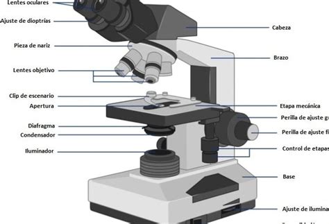 Descubre Los Componentes Del Microscopio Electr Nico