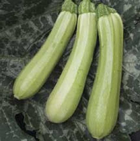 A 2g Approx 14 Zucchini Seeds Wanda Nice Pale Green Colored