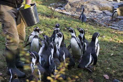 Feeding of the Penguins. Penguin Feeding Time. Man Feeding Many Penguin in Zoo. Stock Image ...