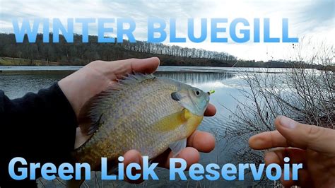 Winter Bluegill At Green Lick Reservoir YouTube