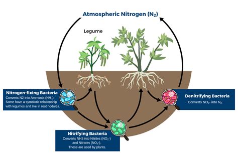 Bacteria In The Nitrogen Cycle Labster