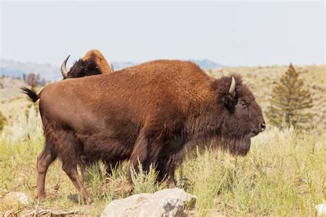 Premium Photo | Wild buffalo in yellowstone national park, usa