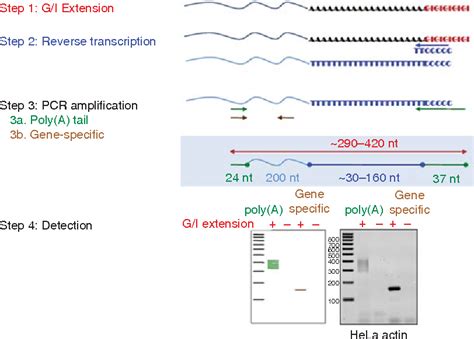 Figure From Measuring The Length Of Poly A Tails Semantic Scholar