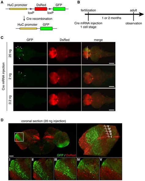 A Huc Loxp Dsred Loxp Gfp Construct The Gene Recombination Converts