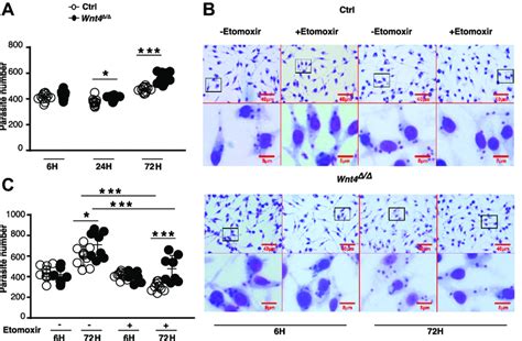 Wnt Deletion Promotes Leishmania Donovani Survival A Parasite