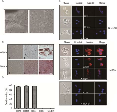 Isolation And Characterization Of Human Wj Mscs A Morphology Of Download Scientific Diagram