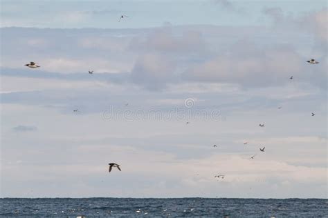 Birds in Farne Islands, UK stock photo. Image of colony - 162854080