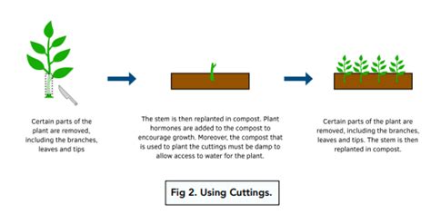 Cloning Process In Plants