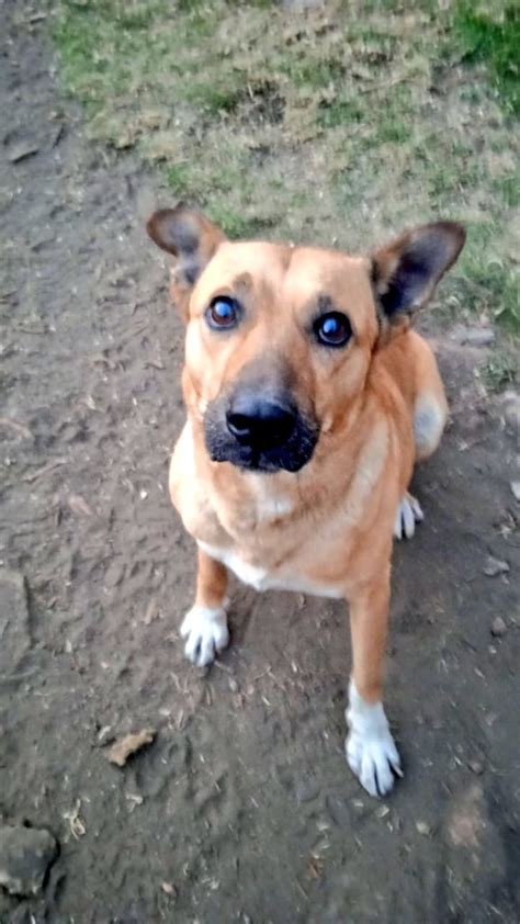 Fundación Toby on Twitter Dice botitas que pueden ir haciendo sus