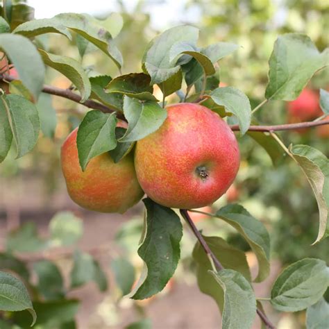 Honeycrisp Apple Tree Fruit Trees Trees To Plant Honeycrisp Apple