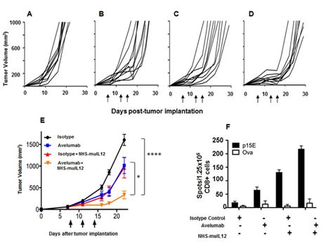 Enhanced antitumor effects by combining an IL-12/anti-DNA fusion ...