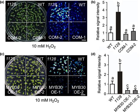 Myb30 Transcription Factor Regulates Oxidative And Heat Stress