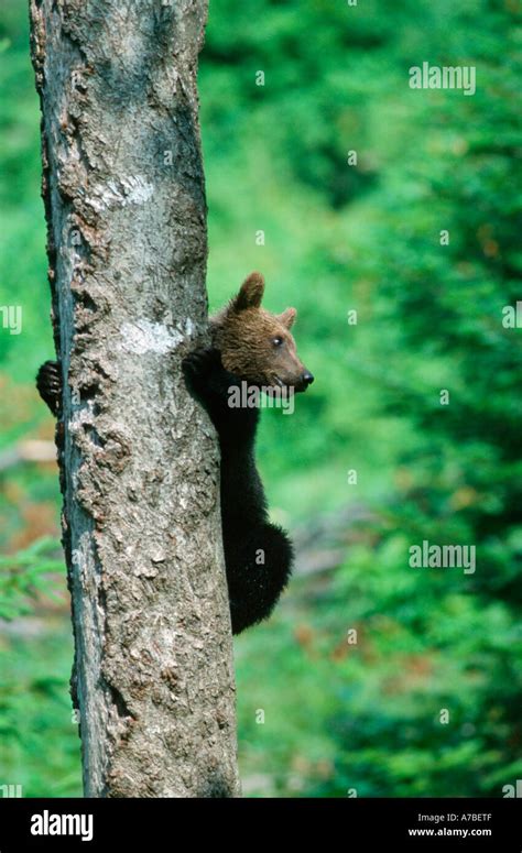 European Brown Bear Stock Photo - Alamy