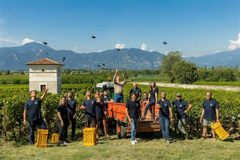 Vendemmia Tra Sfide E Trionfi Berlucchi