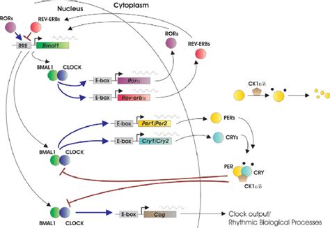 A Network Of Transcriptional Translational Feedback Loops Constitutes