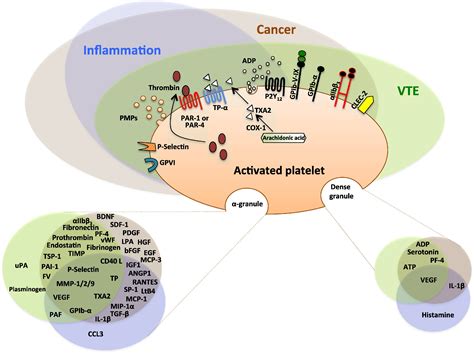 Role Of Platelets In Cancer And Cancer Associated Thrombosis