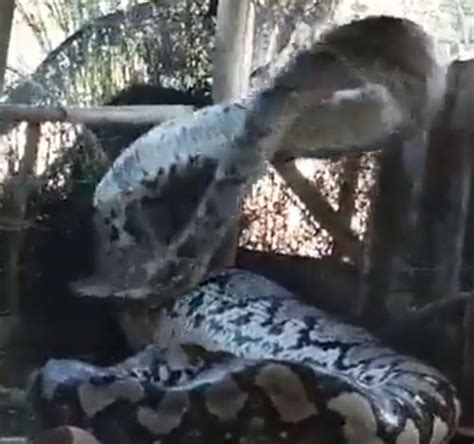 IMPRESSIONANTE Cobra Gigante Aparece Em Aldeia E Imagens Viralizam