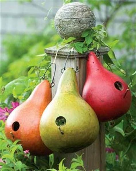 Gourd Birdhouse seeds ( F 343)