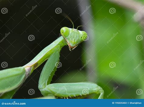 Praying Mantis Macro Closeup Shot Of Head Mouth Eyes And Legs Stock