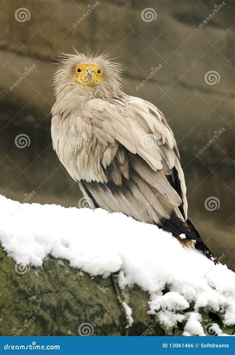 Vulture baby stock photo. Image of wait, john, birds - 13061466