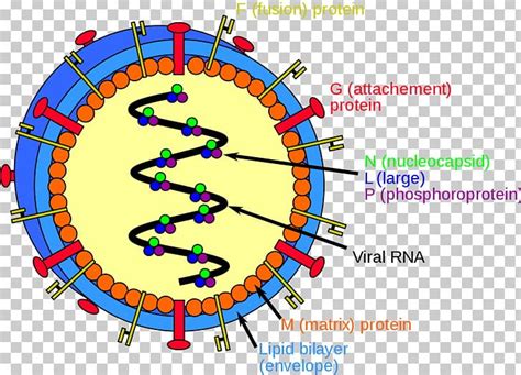 Nipah Virus Infection Hendra Virus Host PNG, Clipart, Area, Circle ...