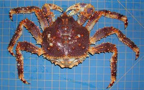 Blue King Crab Oceana