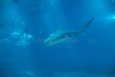 Tiger Shark in Hawaii stock image. Image of scuba, shark - 162693945