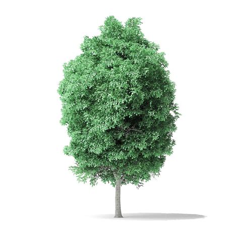 American Basswood Tree 8 5m Modelo 3d Descargar Black Friday Sale On